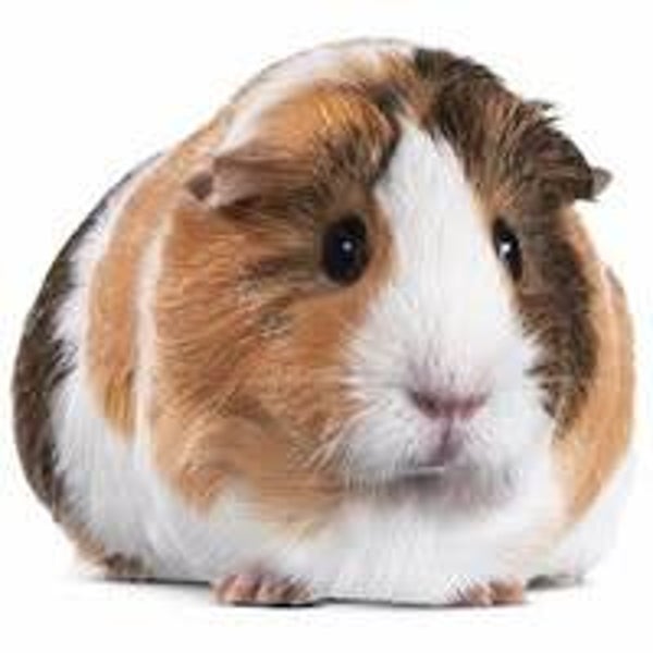 Donate To Norfolk Piggies Rescue