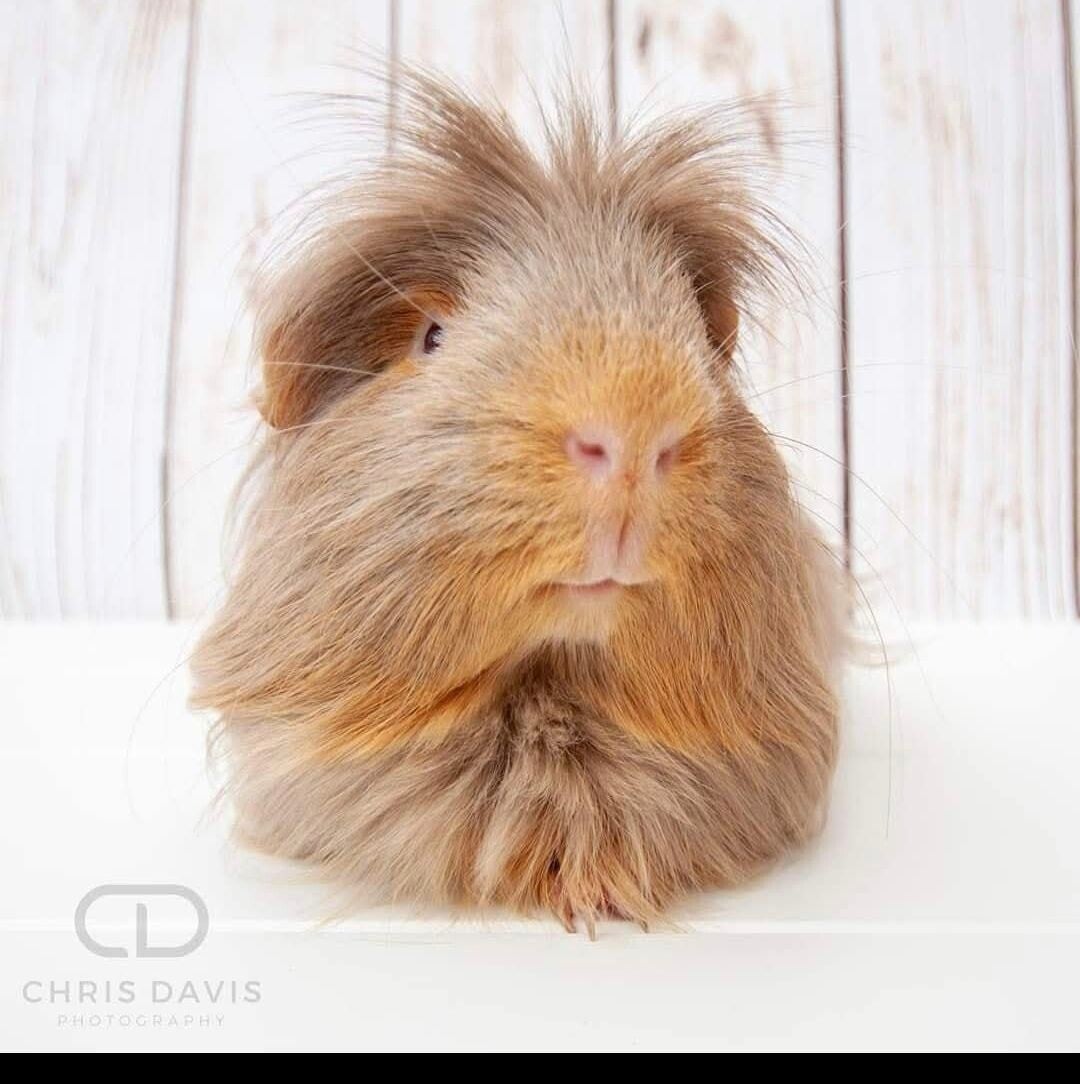 Donate To Avalon Guinea Pig Rescue