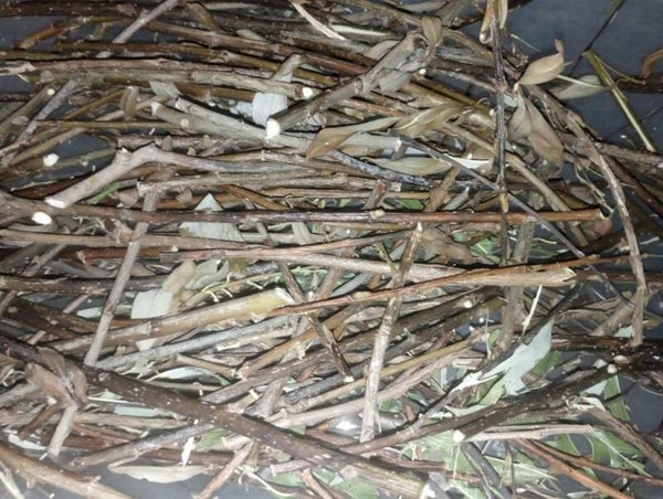 Willow Whittle Sticks | 75G