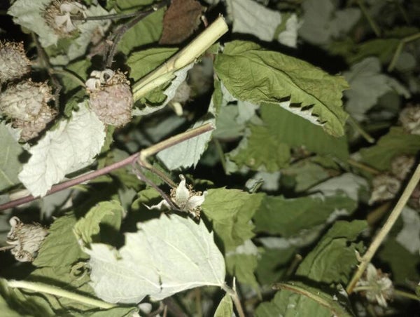 Raspberry Leaf