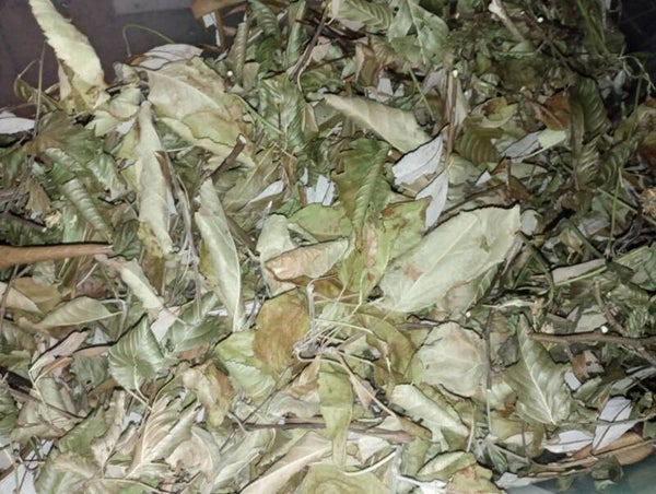 Apple & Woodland Leaf | 20G/60G