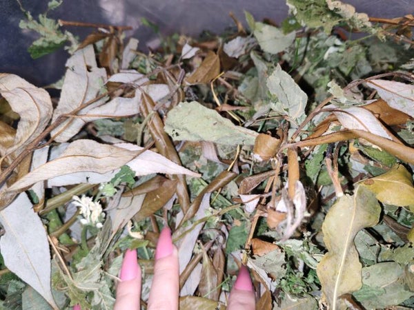 🎄 Tranquil Christmas Leaves Mix