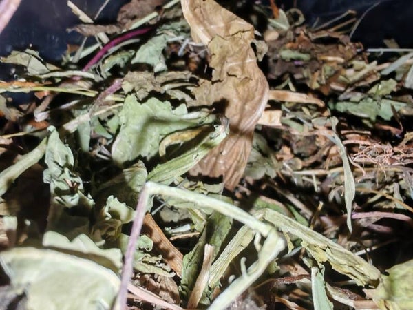 🌿 Pure Dandelion Leaves – 100% Natural Forage