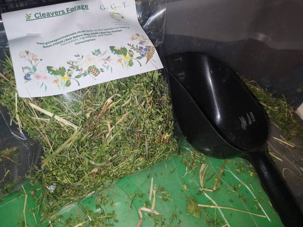 🌿 Cleavers Forage