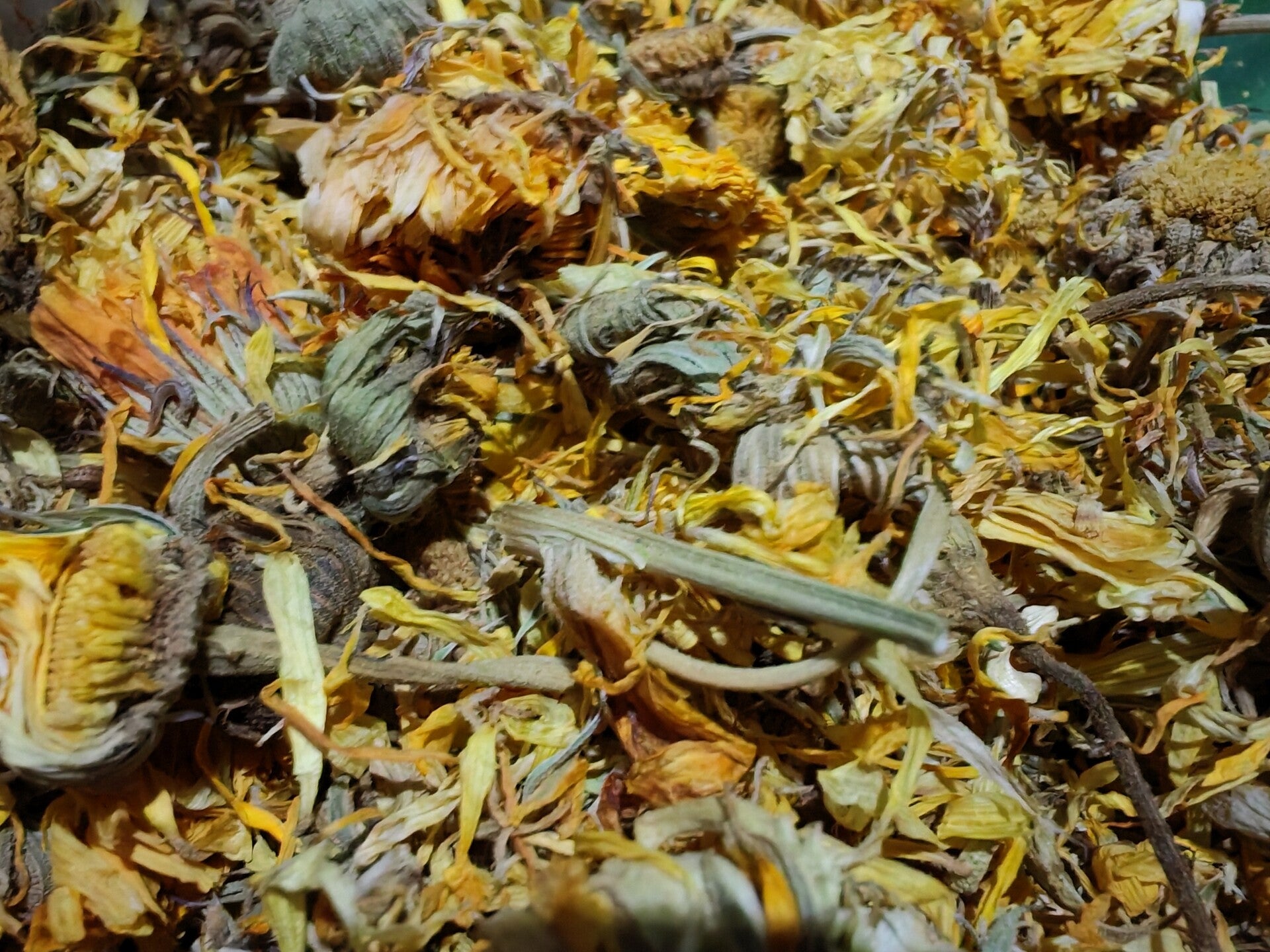 🌼 Marigold Flowers (Calendula)