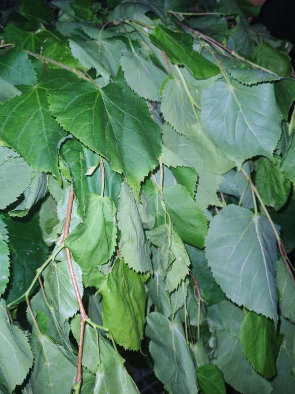 Linden Leaf (Soft Dry Available)