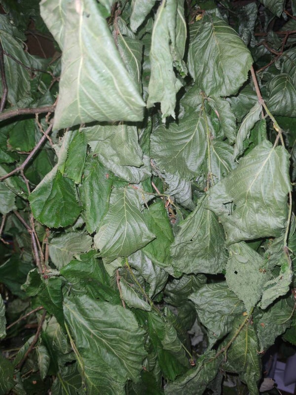 Hazel Leaf (Soft Dry Available)