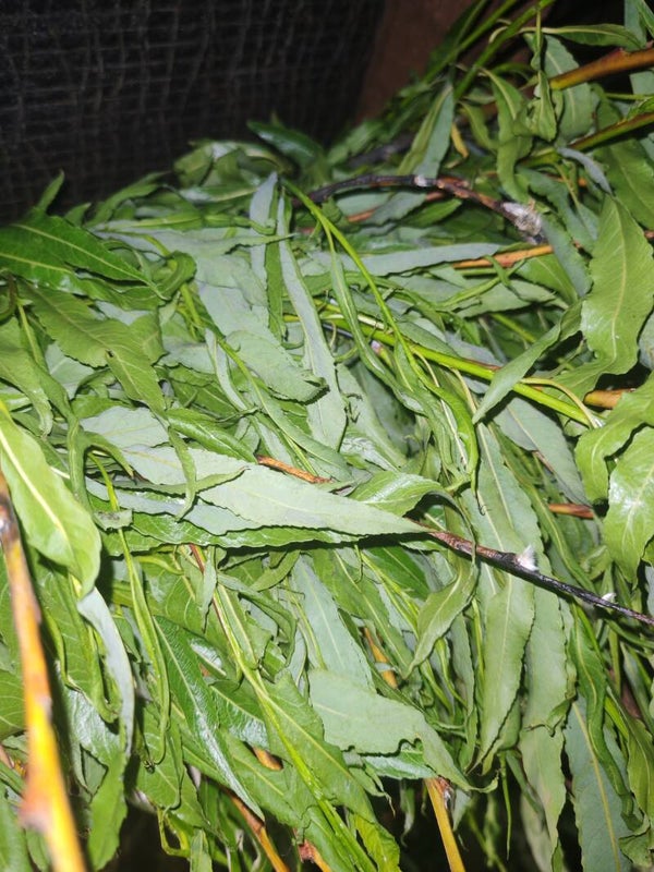 Willow Leaf (Soft Dry Available)