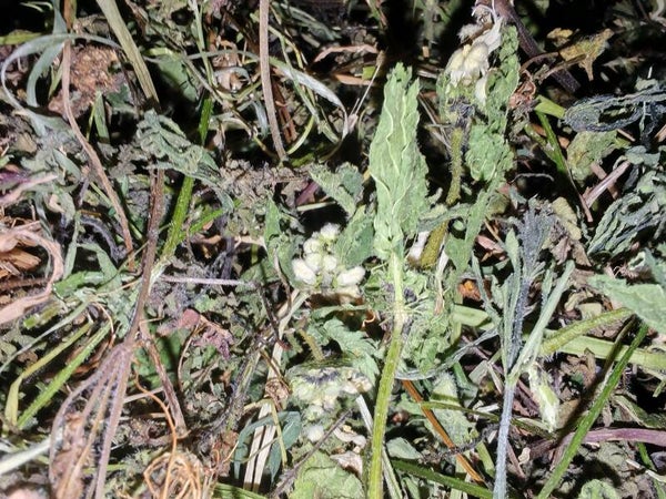 Hedgerow Restore Forage