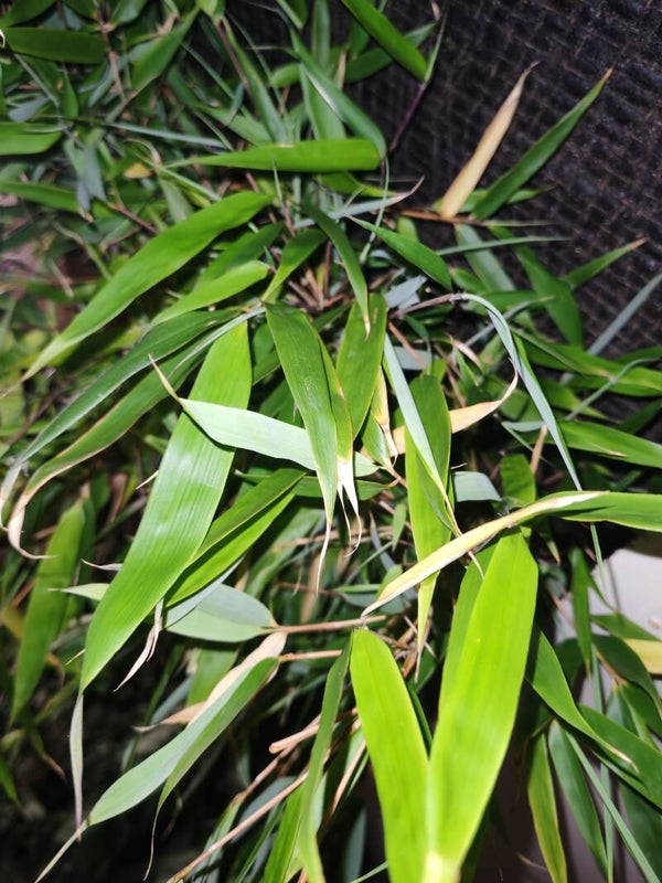 Soft Dry Bamboo Leaves
