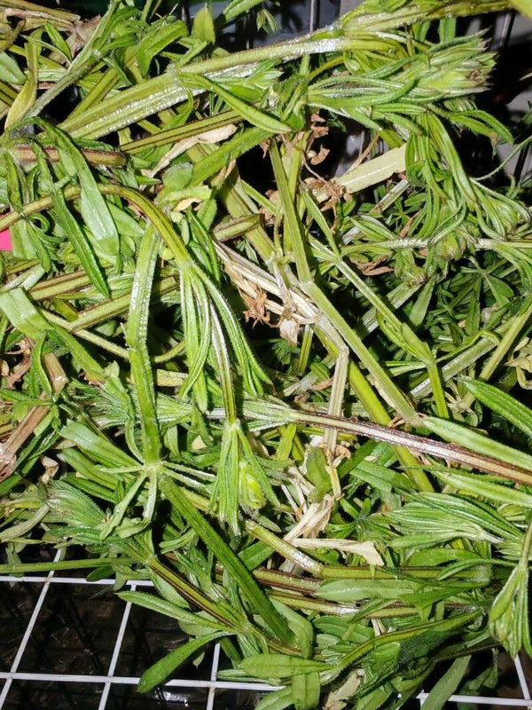 Soft Dry Cleavers