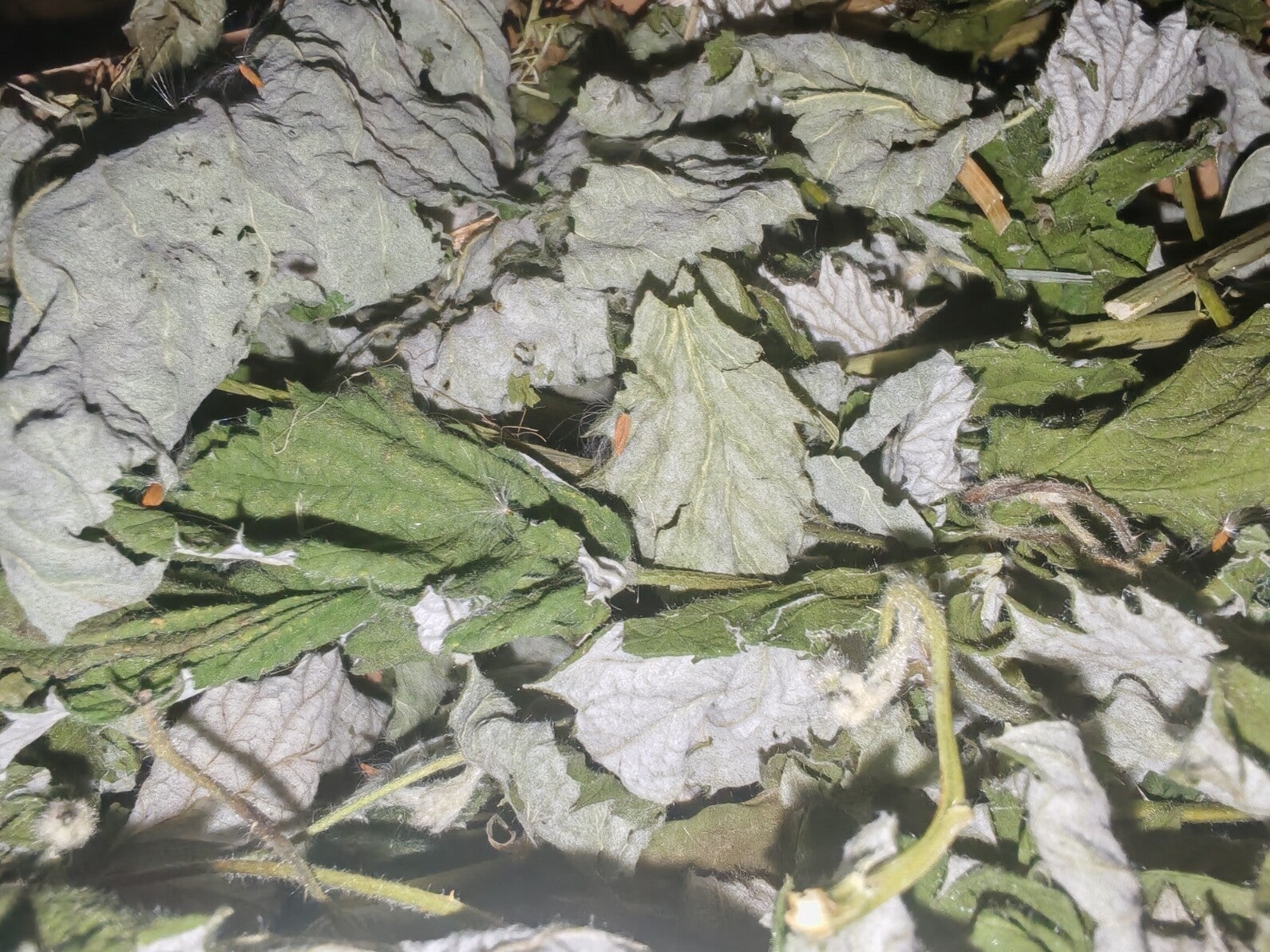 🍃 Back to Basics – Blackcurrant Leaf