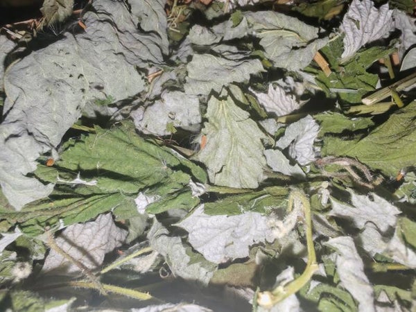 🍃 Back to Basics – Blackcurrant Leaf