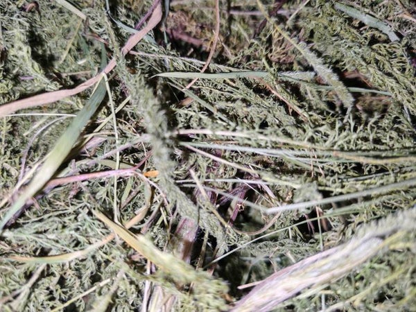 🌿 100% Pure Yarrow Botanical Topper