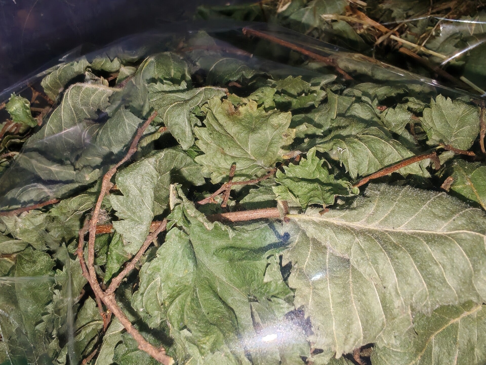 🌿 Wych Elm Leaf