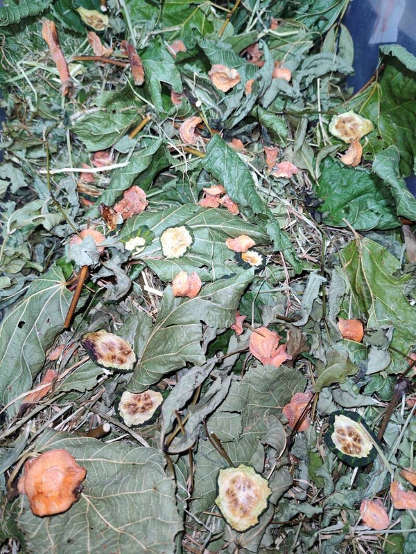 🌿 Garden Canopy Forage