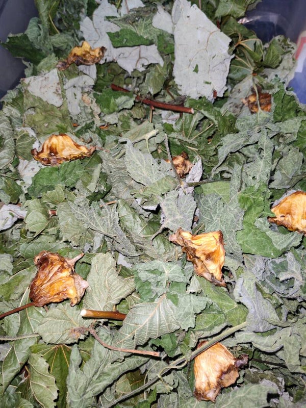 🌿 Forager’s Grove Forage