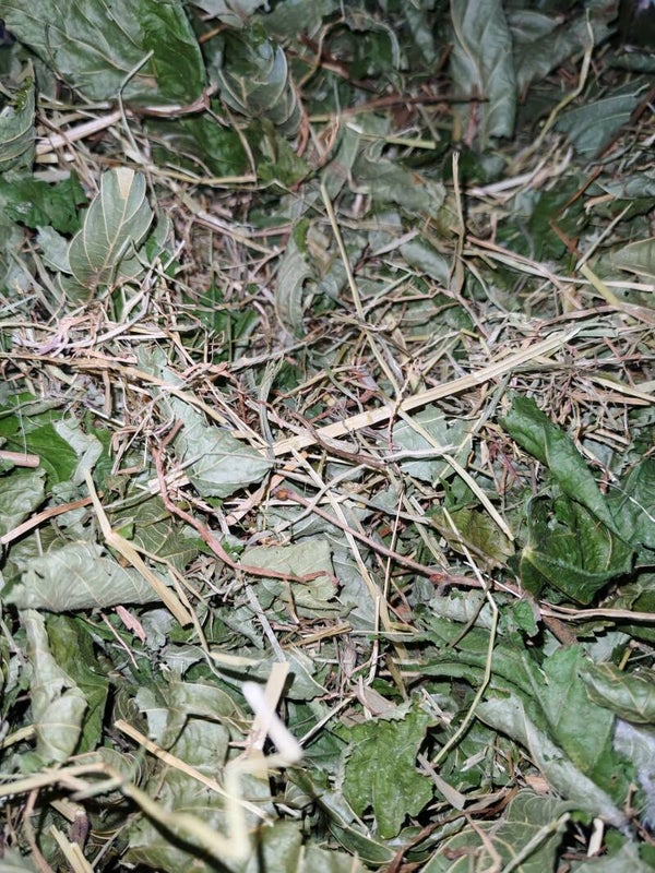 🌿 Woodland Browse Grazing Mix