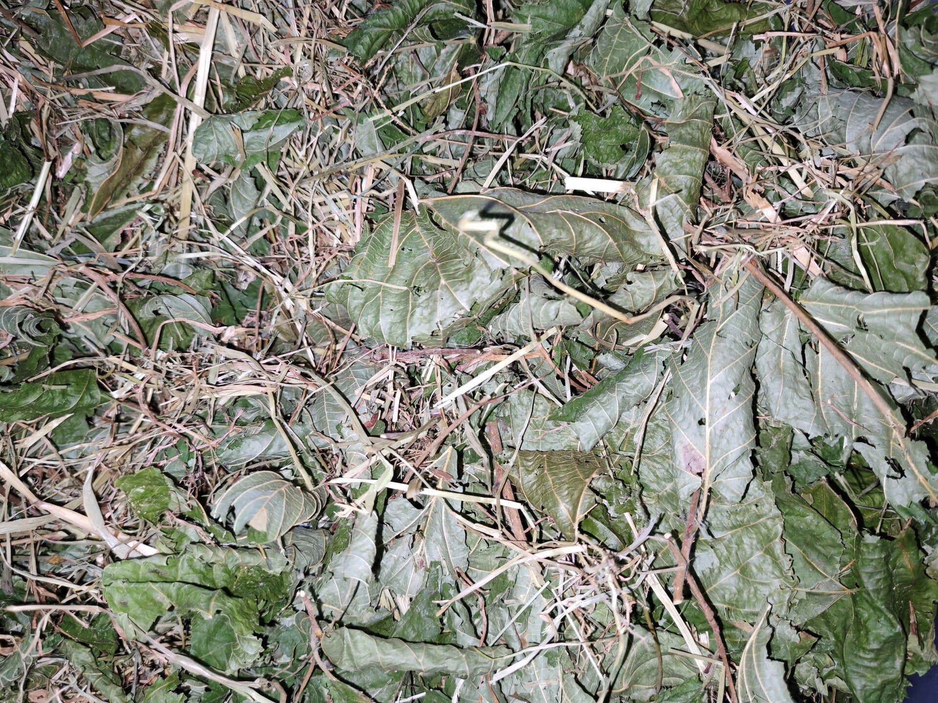 🌿 Gentle Greens & Root Support Forage Mix