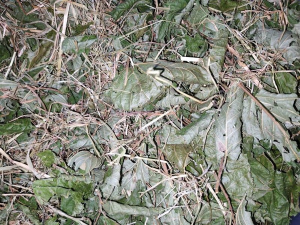 🌿 Gentle Greens & Root Support Forage Mix