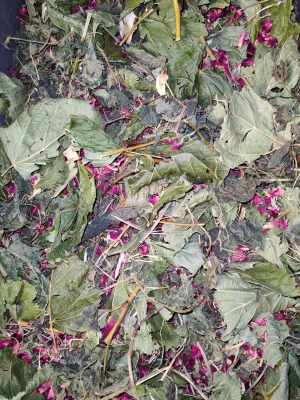 🎄 The Forager’s Yuletide Wreath