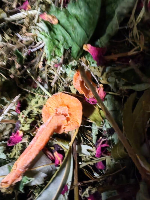 💀 Bone Yard Browse