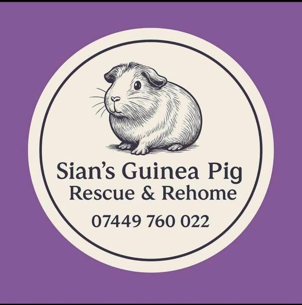 Donate To Sian’s Guinea Pig Rescue – Self Funded