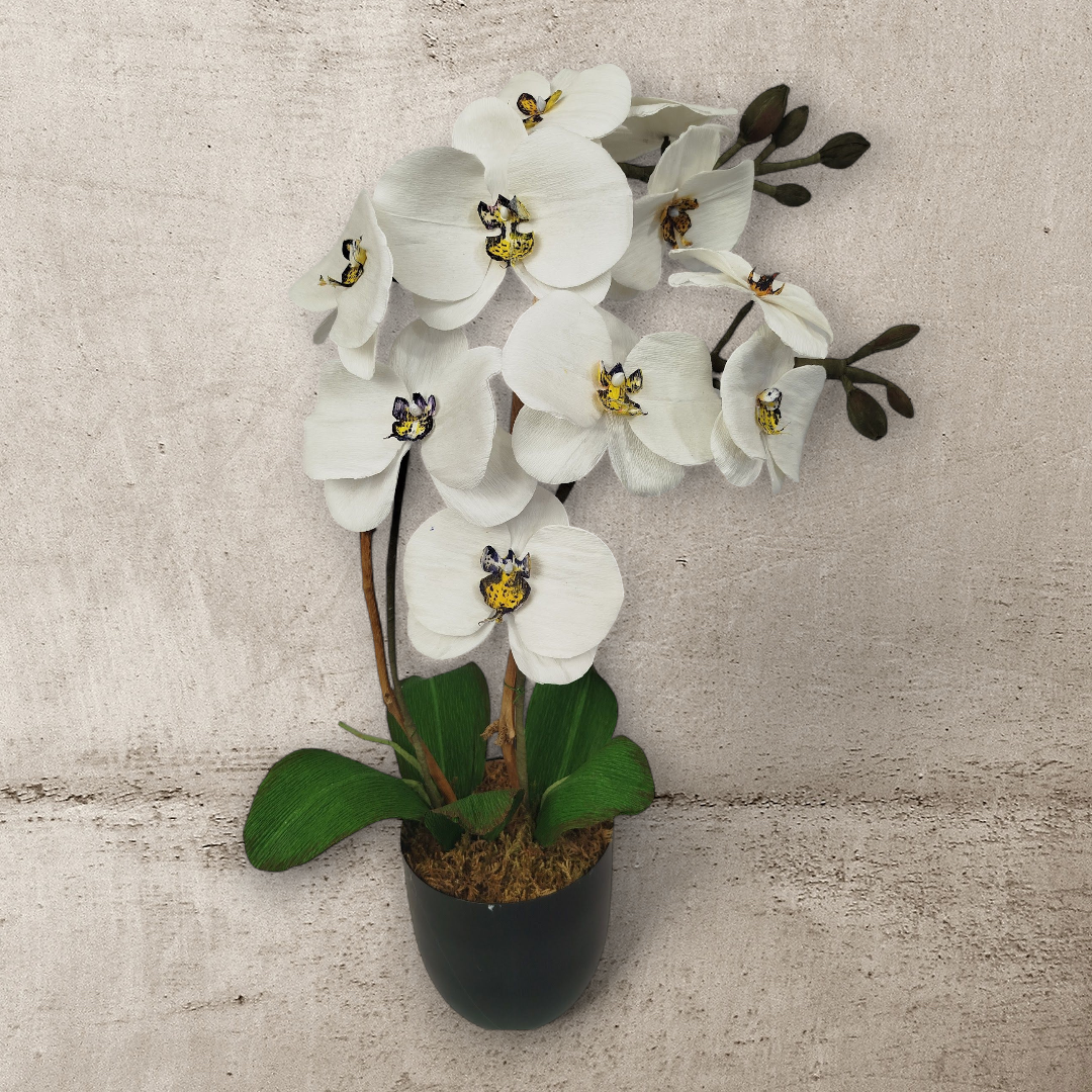 Phalaenopsis  papillon