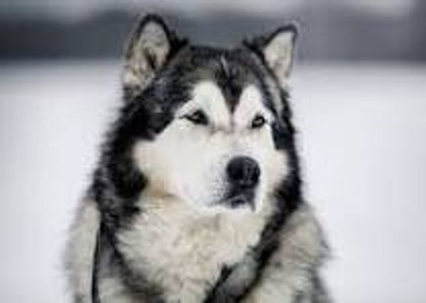 Pressure Sensitive Labels (Flourescent Colors):  11x17 (500 Sheets)