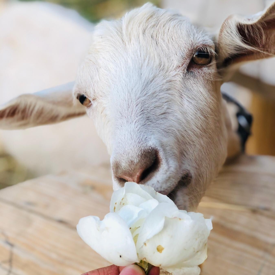 WERTGUTSCHEIN als pdf per Mail