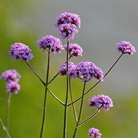 Verbena