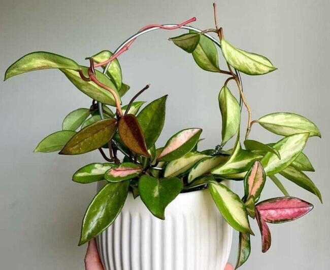 Hoya krimsnon princes
