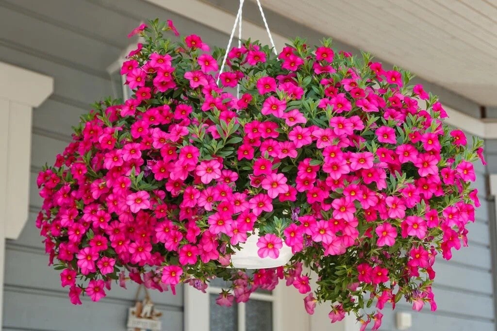 Calibrachoa