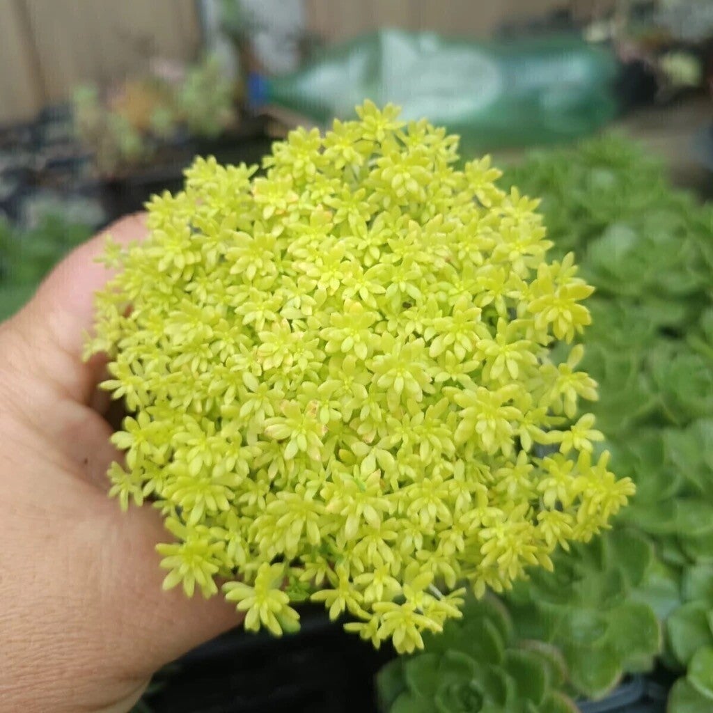 Sedum