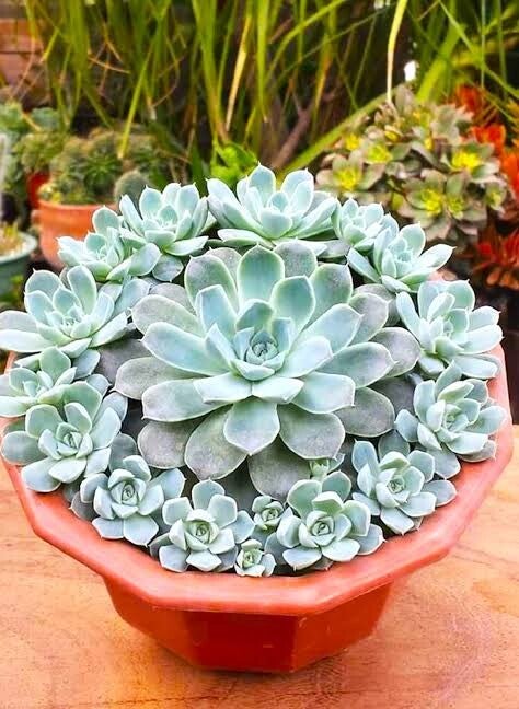 Suculentas