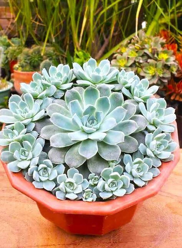 Suculentas