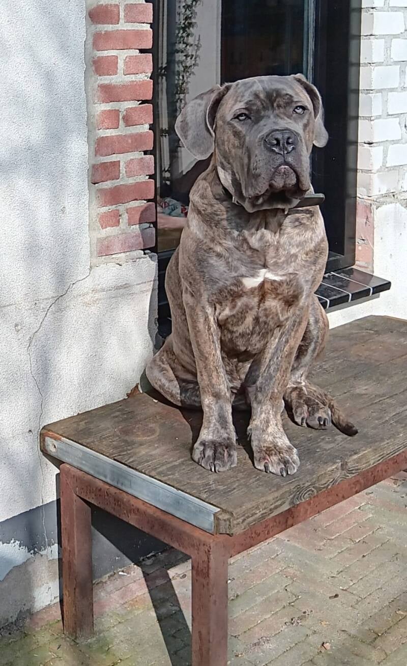 Nakomelingen Immortale Γ Pax β foto 5