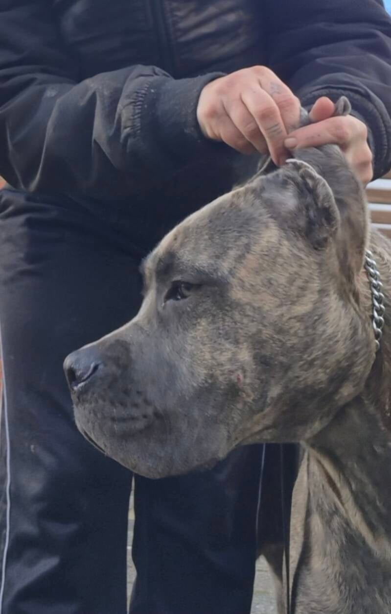 Nakomelingen Immortale Γ Pax β foto 6