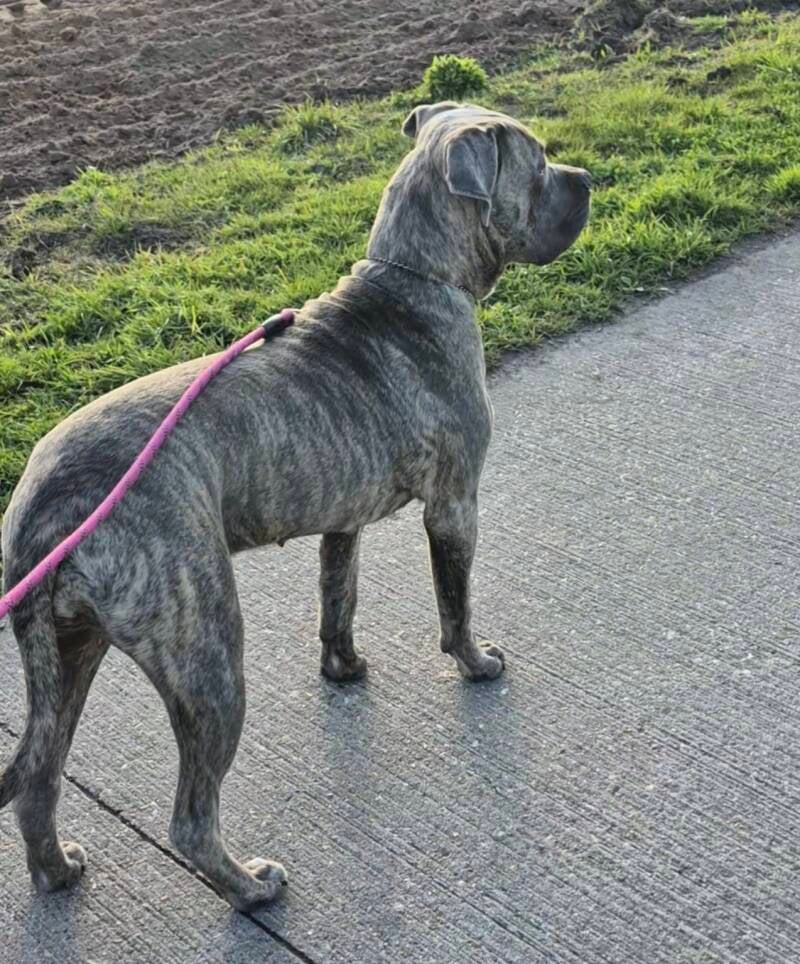 Nakomelingen Immortale Γ Pax β foto 8
