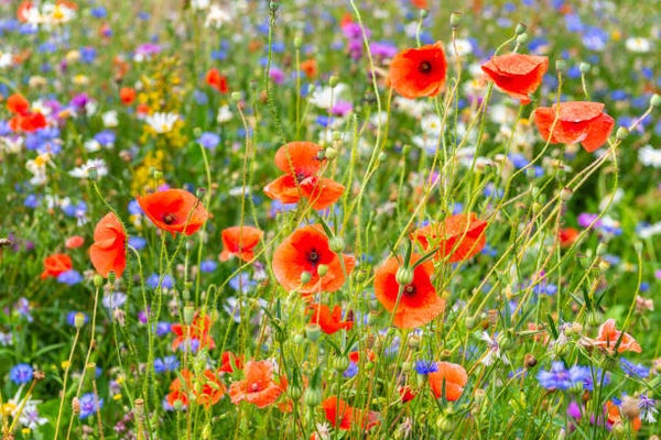 Initiation Fleurs de Bach