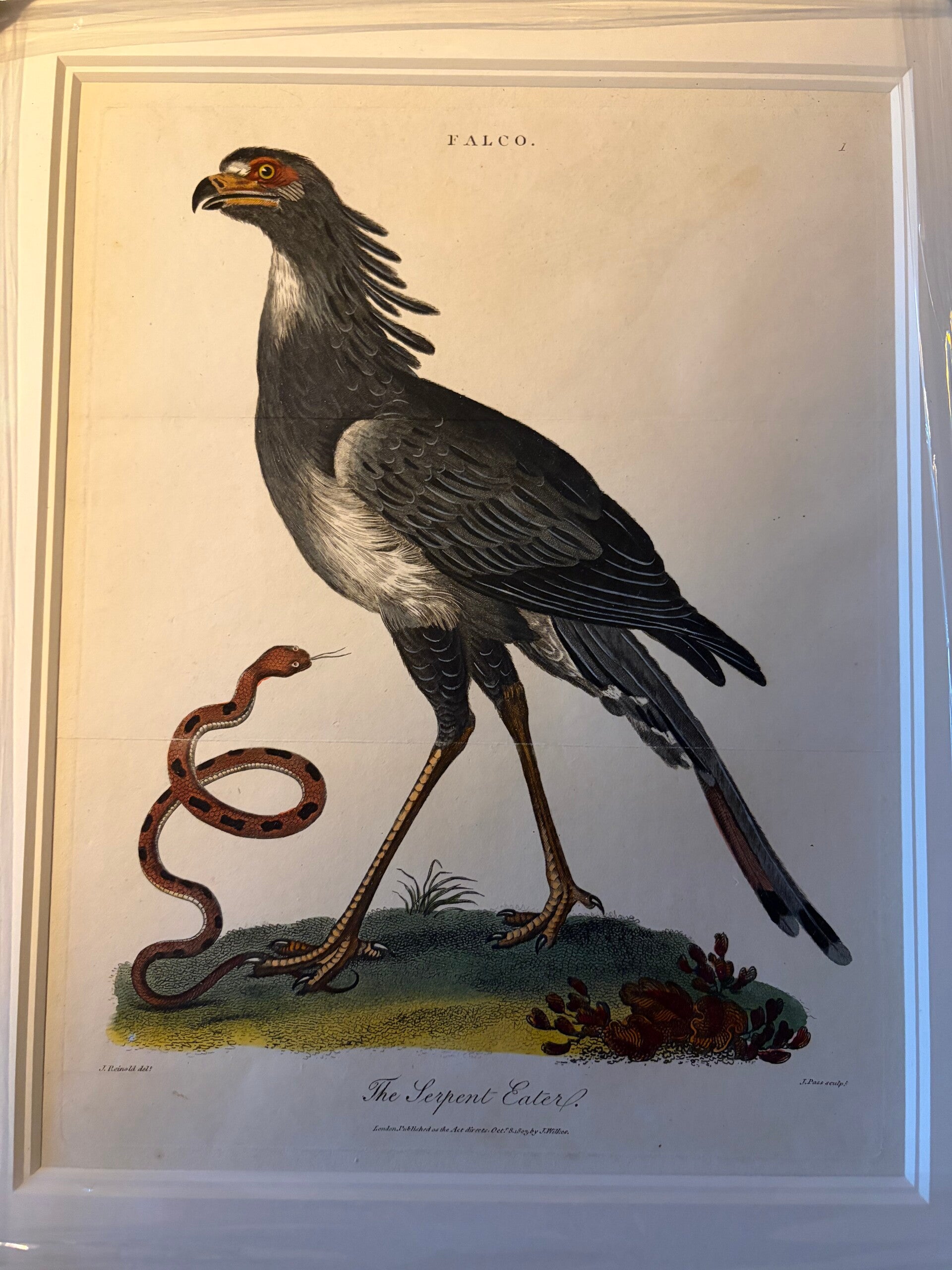 Originele Handgekleurde Kopergravure (1823) – “The Serpent Eater” – Secretarybird – Wilkes, Londen