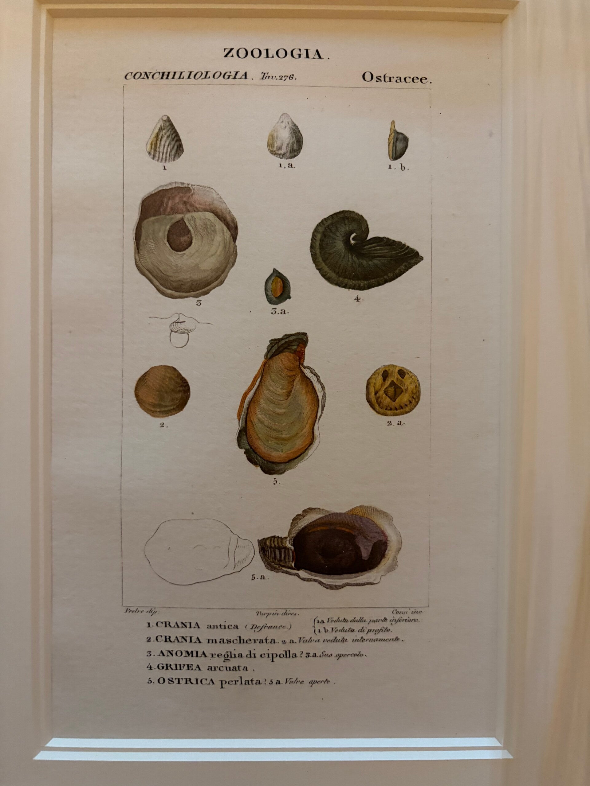 Jean-Gabriël Prêtre (1768-1849) Handgekleurde gravure Schelpen 5