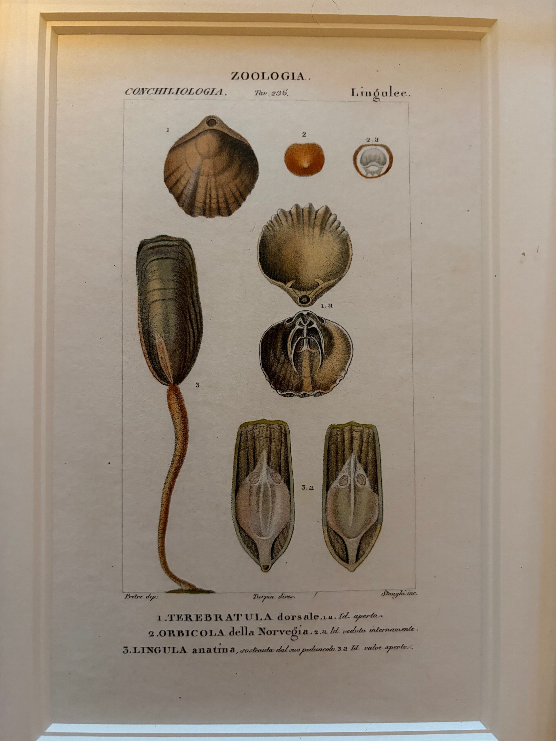 Jean-Gabriël Prêtre (1768-1849) Handgekleurde gravure Schelpen 6