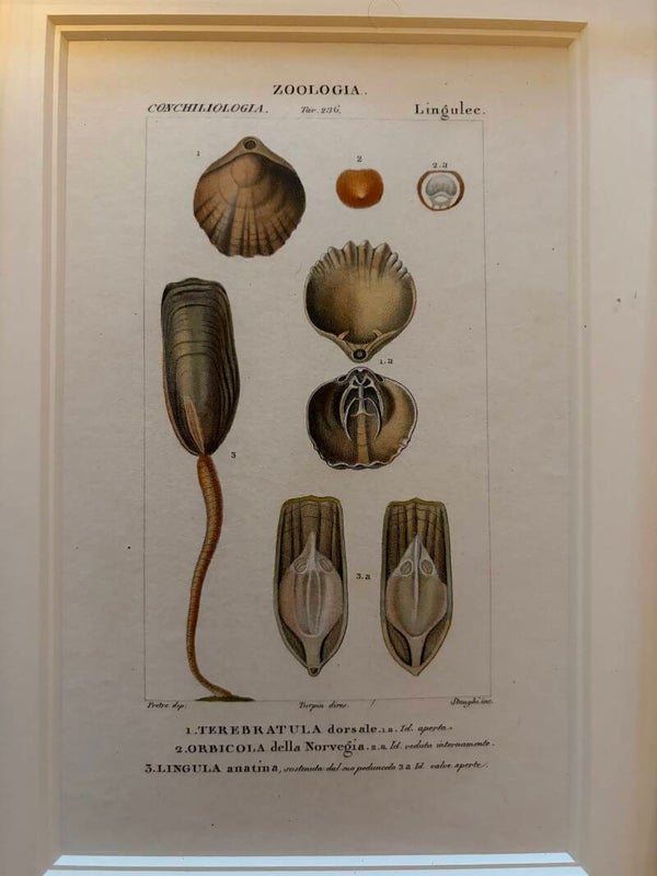 Jean-Gabriël Prêtre (1768-1849) Handgekleurde gravure Schelpen 6