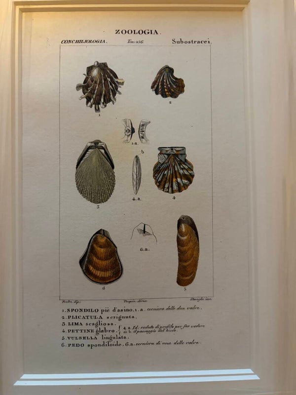 Jean-Gabriël Prêtre (1768-1849) Handgekleurde gravure Schelpen 4