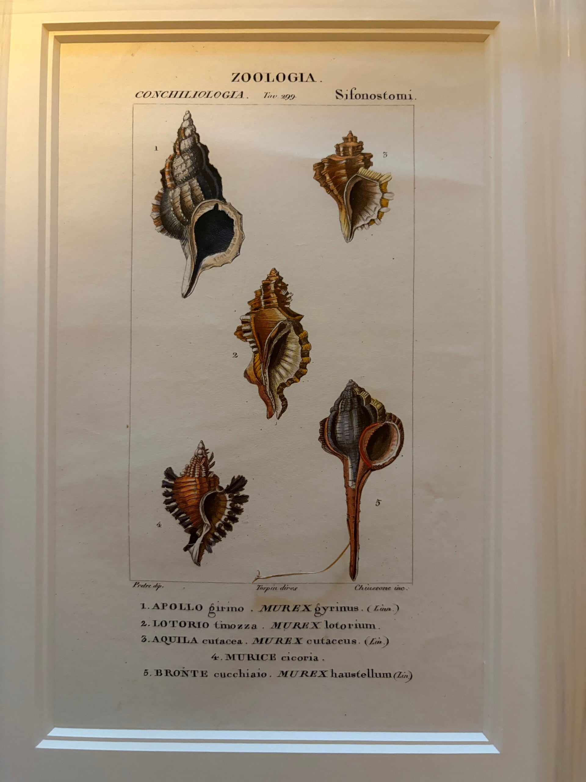 Jean-Gabriël Prêtre (1768-1849) Handgekleurde gravure Schelpen 3