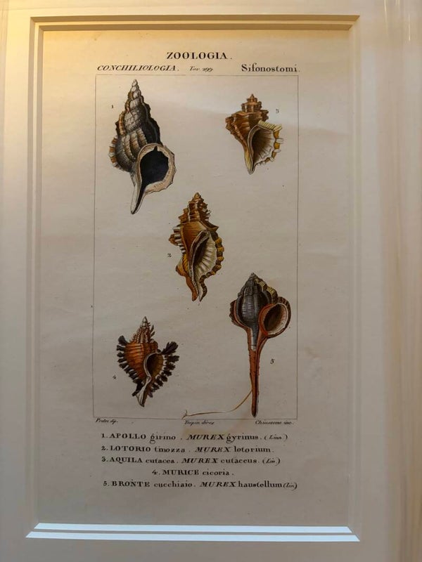 Jean-Gabriël Prêtre (1768-1849) Handgekleurde gravure Schelpen 3
