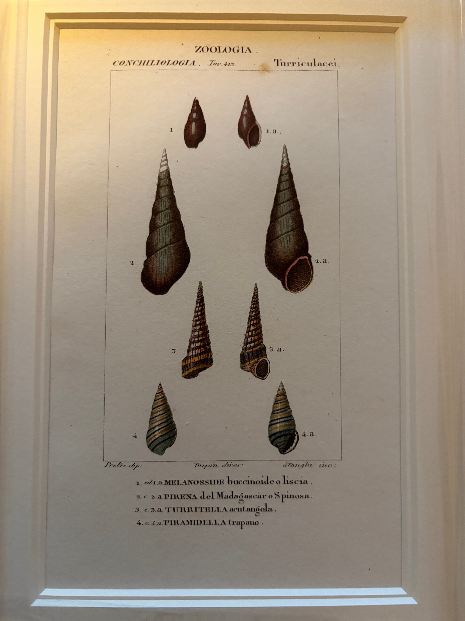 Jean-Gabriël Prêtre (1768-1849) Handgekleurde gravure Schelpen 2