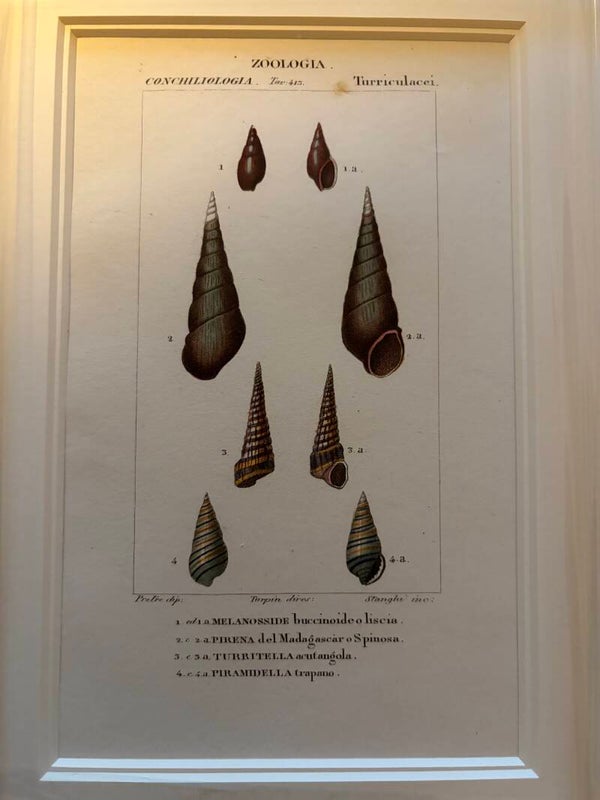Jean-Gabriël Prêtre (1768-1849) Handgekleurde gravure Schelpen 2