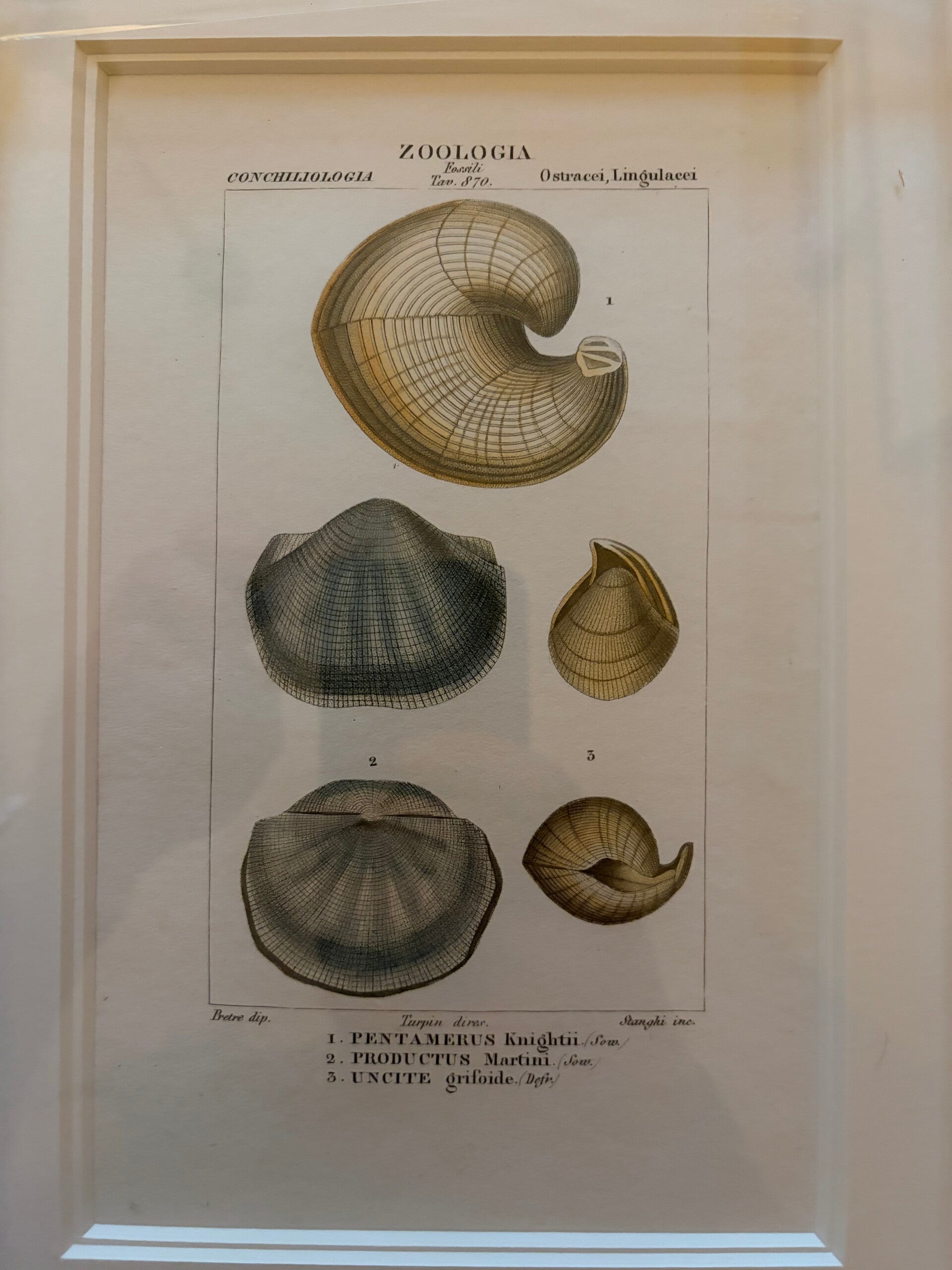Jean-Gabriël Prêtre (1768-1849) Handgekleurde gravure Schelpen 1